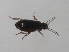 Stenolophus mixtus