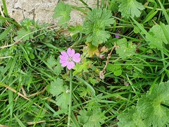 Geranium pyrenaicum