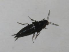 Philonthus cognatus