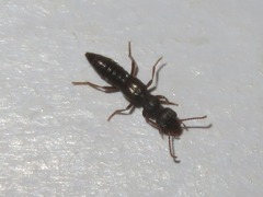 Rugilus rufipes