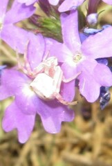 Thomisus citrinellus