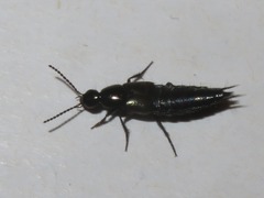 Philonthus cognatus