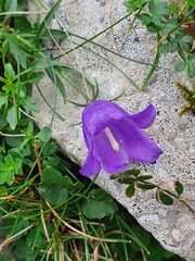 Campanula arvatica