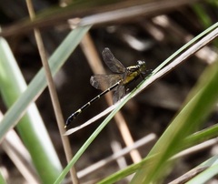 Austrogomphus prasinus