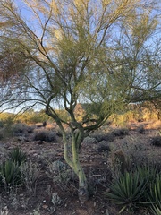 Parkinsonia florida