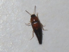 Tachyporus solutus