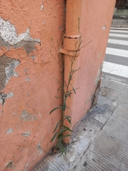 Symphyotrichum subulatum squamatum