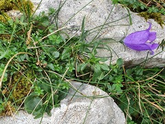 Campanula arvatica