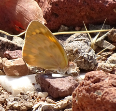 Colotis doubledayi