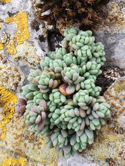 Sedum dasyphyllum