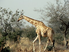 Giraffa camelopardalis peralta