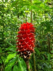 Costaceae