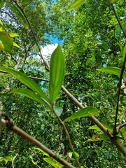 Costaceae