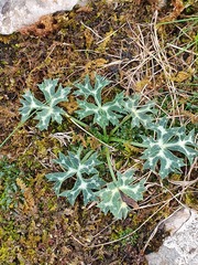 Eryngium bourgatii