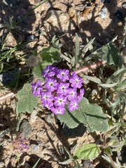 Abronia villosa