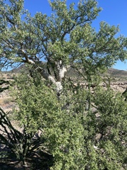 Pachycormus discolor