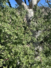 Pachycormus discolor