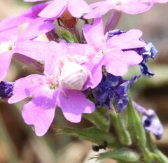 Thomisus citrinellus