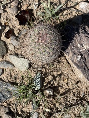 Mammillaria dioica dioica