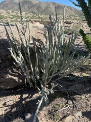 Euphorbia lomelii