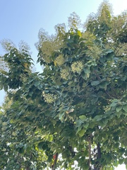Tectona grandis