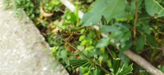 Brachydiplax