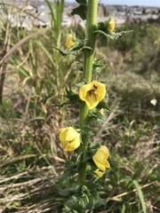 Verbascum virgatum