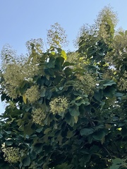 Tectona grandis