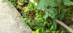 Brachydiplax