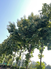 Tectona grandis