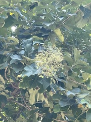 Tectona grandis