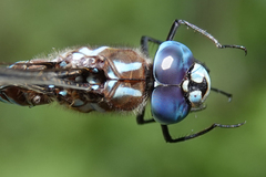 Rhionaeschna dugesi