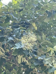 Tectona grandis