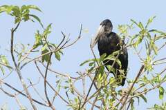 Anastomus lamelligerus