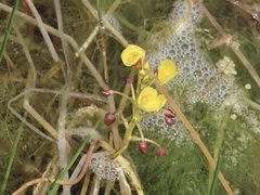 Utricularia foliosa