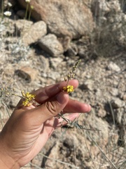 Hoffmannseggia microphylla