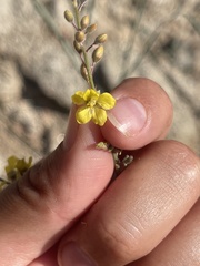 Hoffmannseggia microphylla