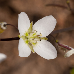 Heliophila meyeri