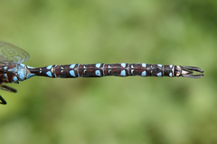 Rhionaeschna dugesi