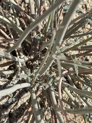 Hoffmannseggia microphylla