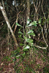 Dypsis pinnatifrons