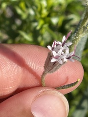 Palafoxia arida arida