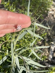 Palafoxia arida arida