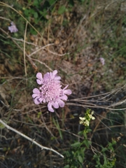 Scabiosa triandra