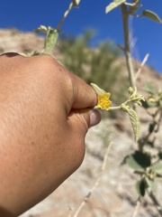 Horsfordia newberryi