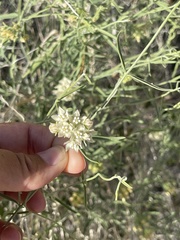 Funastrum hirtellum