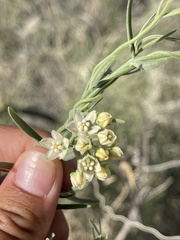 Funastrum hirtellum