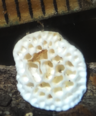 Antrodia heteromorpha