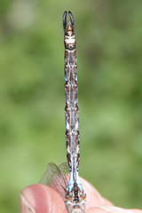 Rhionaeschna dugesi