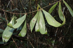 Dypsis pinnatifrons